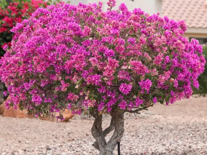 how to grow bougainvillea
