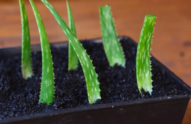 how to propagate aloe vera how to propagate aloe vera