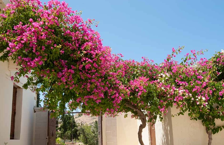 bougainvillea care