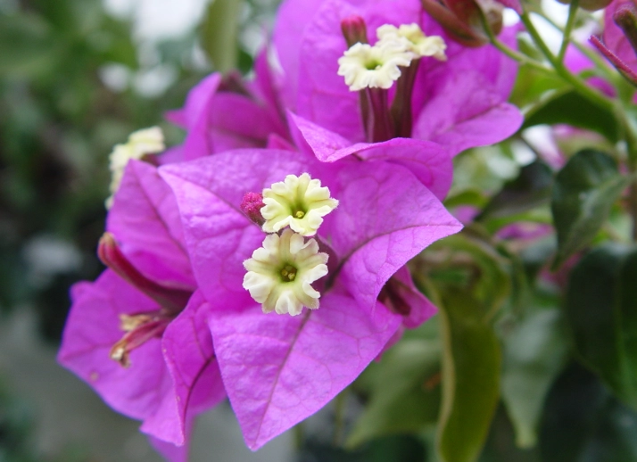 how to grow bougainvillea