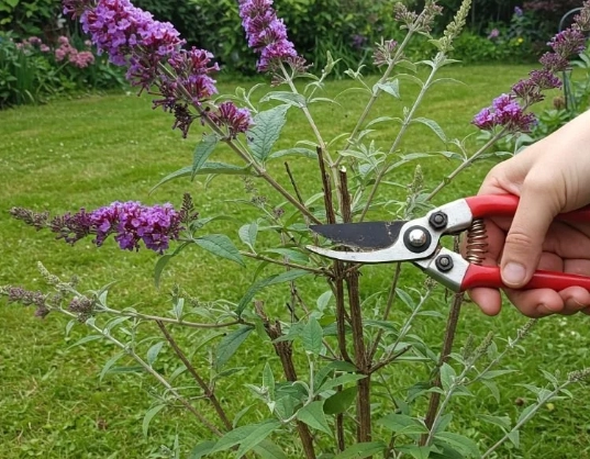 pruning butterfly bush