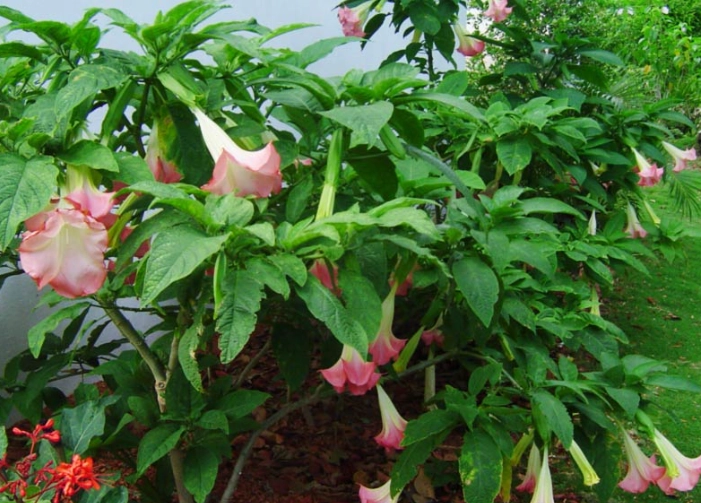 growing angel trumpet growing angel trumpet
