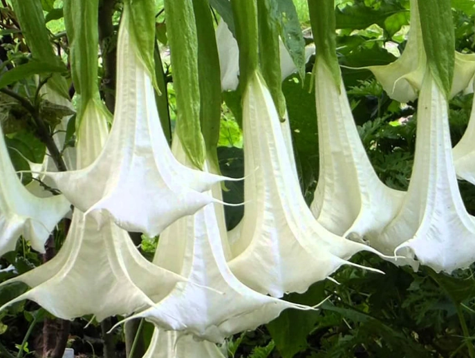 brugmansia care brugmansia care