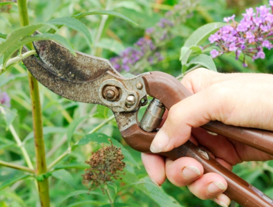 pruning butterfly bush