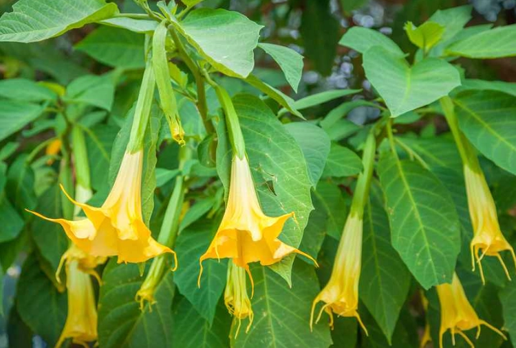 brugmansia care brugmansia care