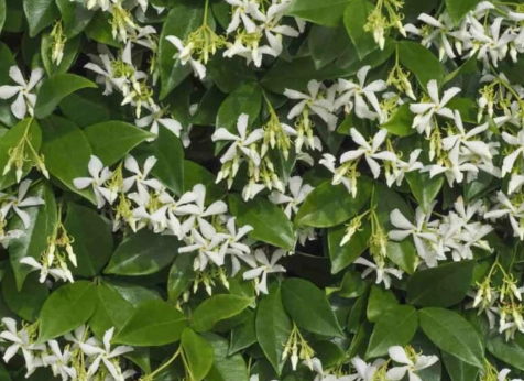 star jasmine plant