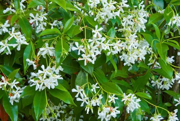 trachelospermum jasminoides trachelospermum jasminoides