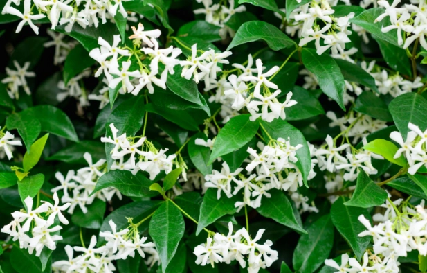 how to grow star jasmine how to grow star jasmine