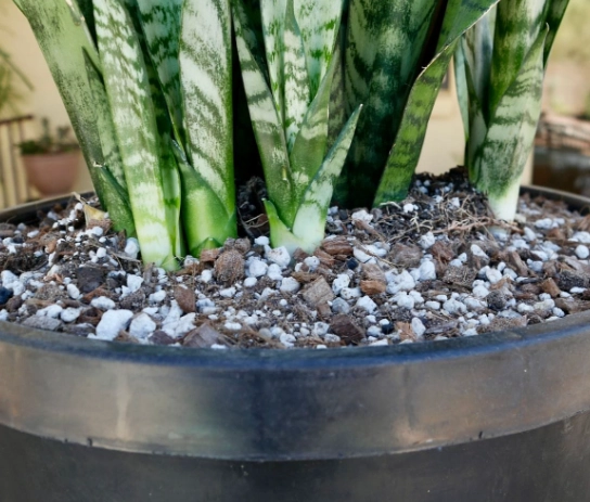 repotting snake plant