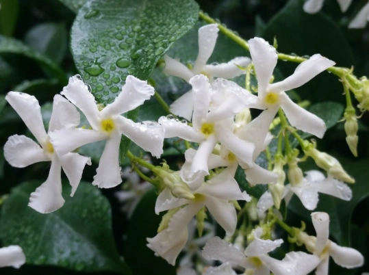 trachelospermum jasminoides trachelospermum jasminoides
