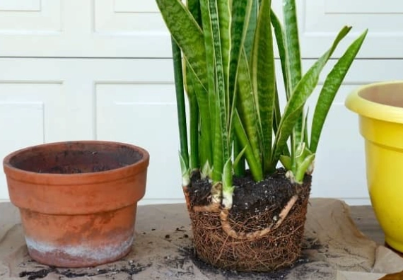 repotting snake plant