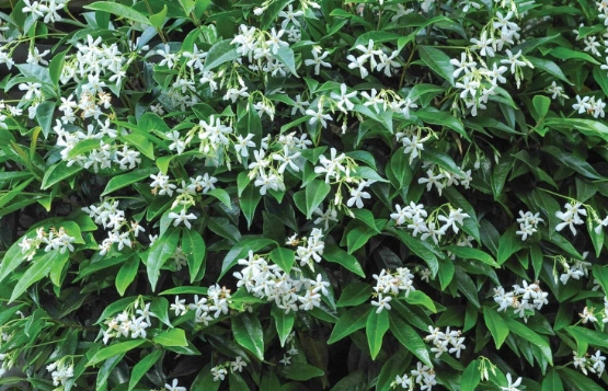 star jasmine plant care star jasmine plant care