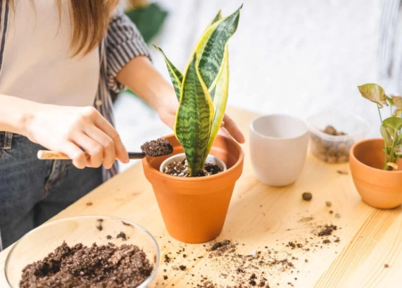 how to plant snake plant