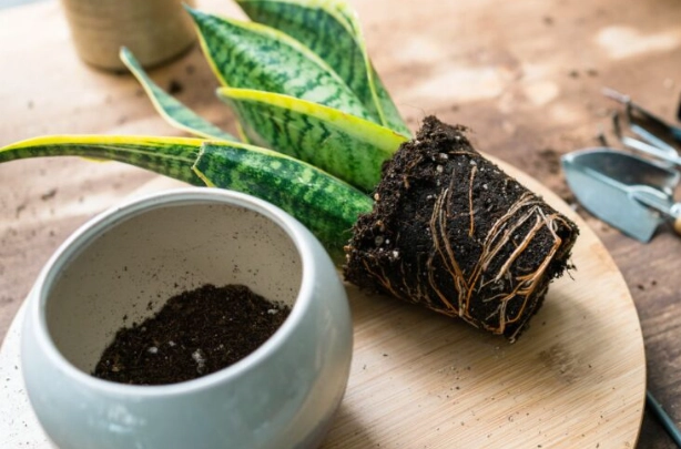 planting snake plant planting snake plant