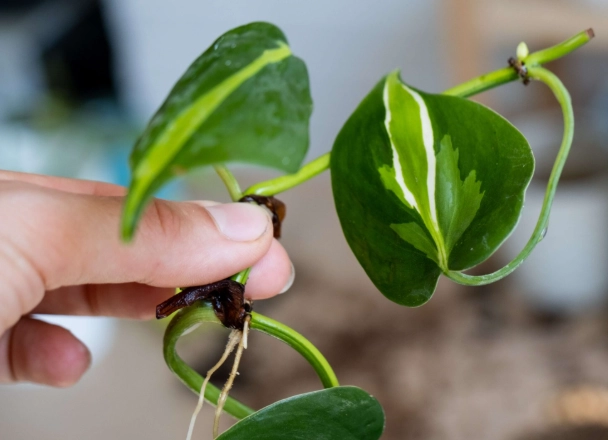 pothos propagation pothos propagation