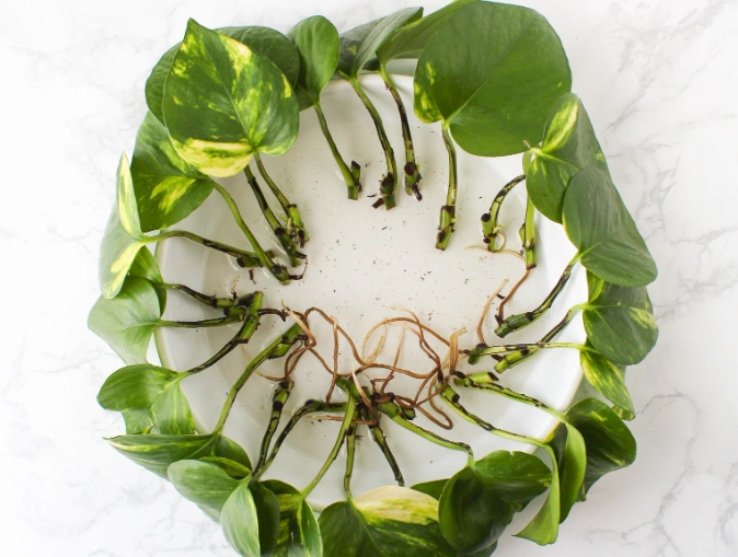 propagate pothos propagate pothos