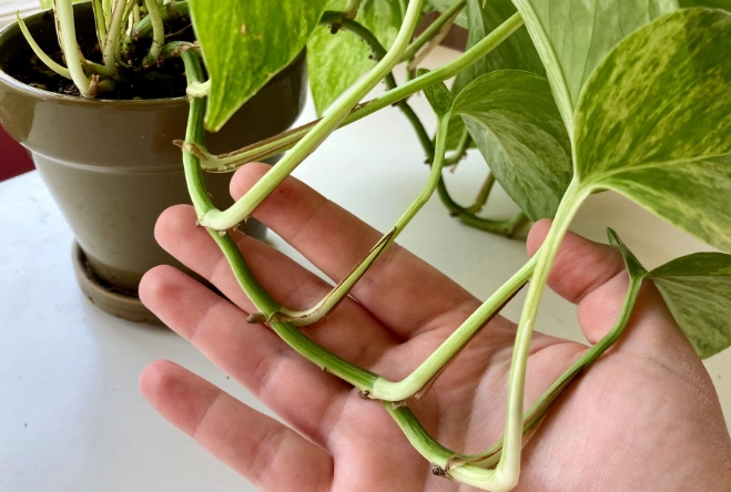 how to propogate pothos