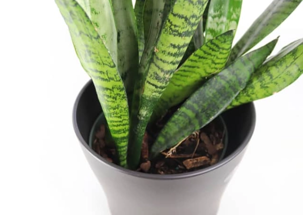 snake plant watering schedule snake plant watering schedule