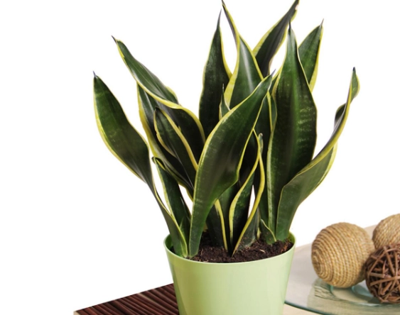 water snake plant water snake plant