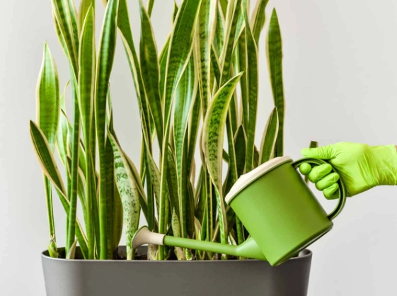 water snake plant water snake plant