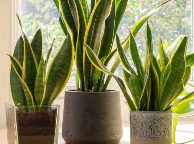 water snake plant water snake plant