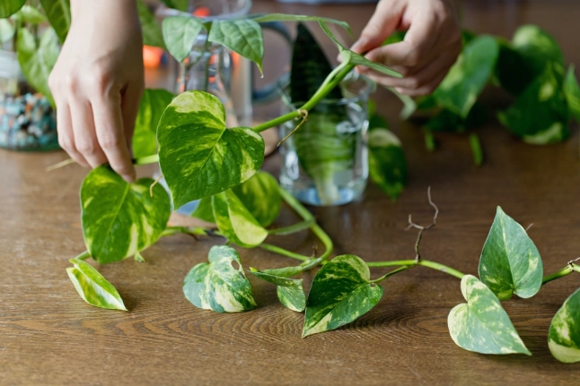 how to grow pothos from cuttings how to grow pothos from cuttings