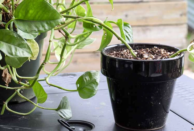 how to grow pothos from cuttings how to grow pothos from cuttings