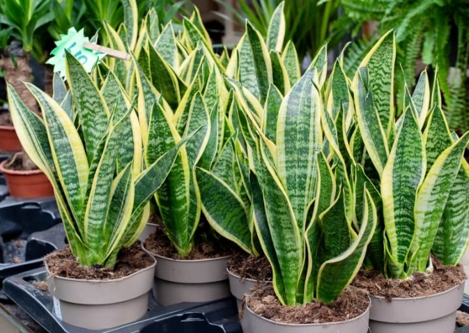 how often to water snake plant