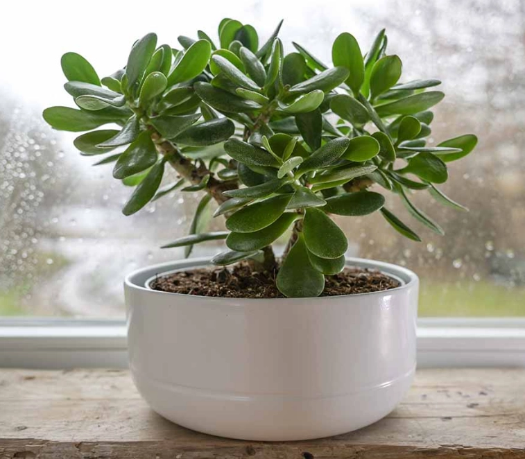 how to water a jade plant