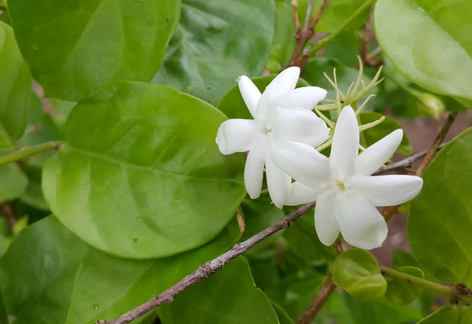 jasmine plant care