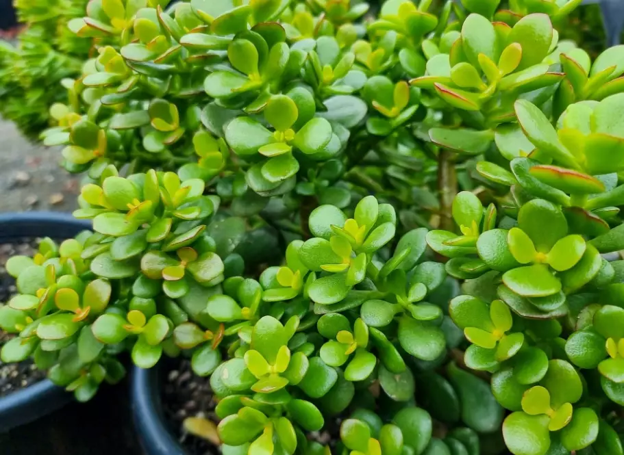 crassula ovata crassula ovata