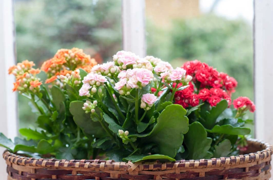 calandiva blooming problems