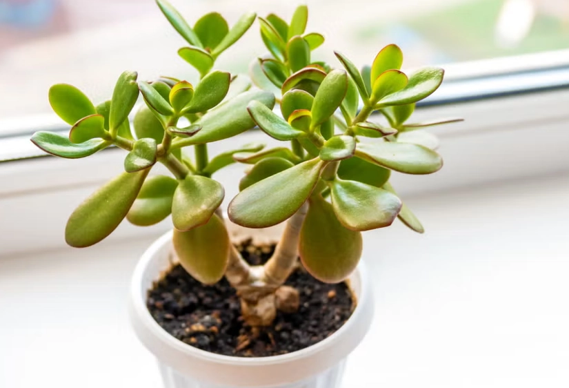 how to care for jade plant how to care for jade plant