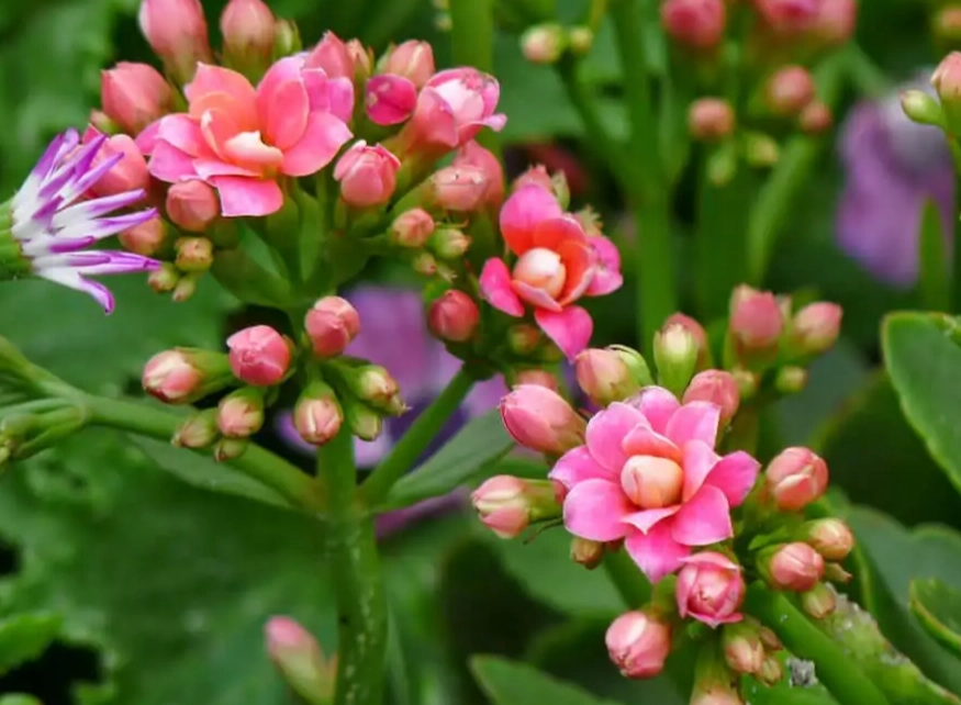 calandiva plant calandiva plant