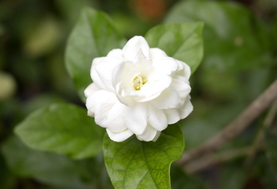 growing white jasmine