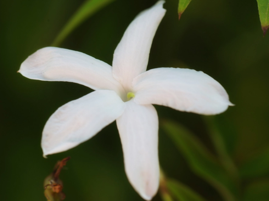 jasmine flower benefits