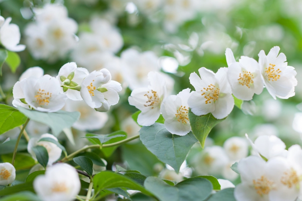 jasmine flower benefits