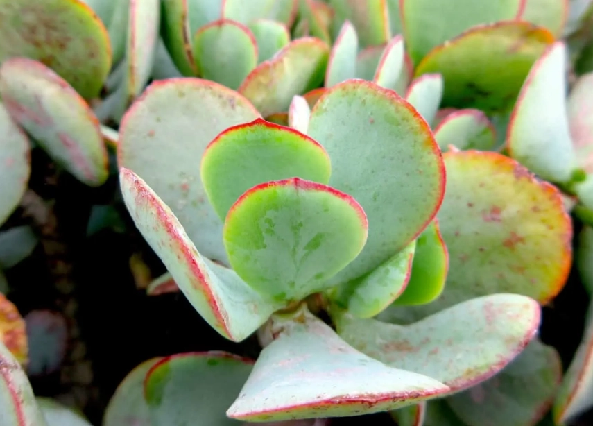 jade succulents jade succulents