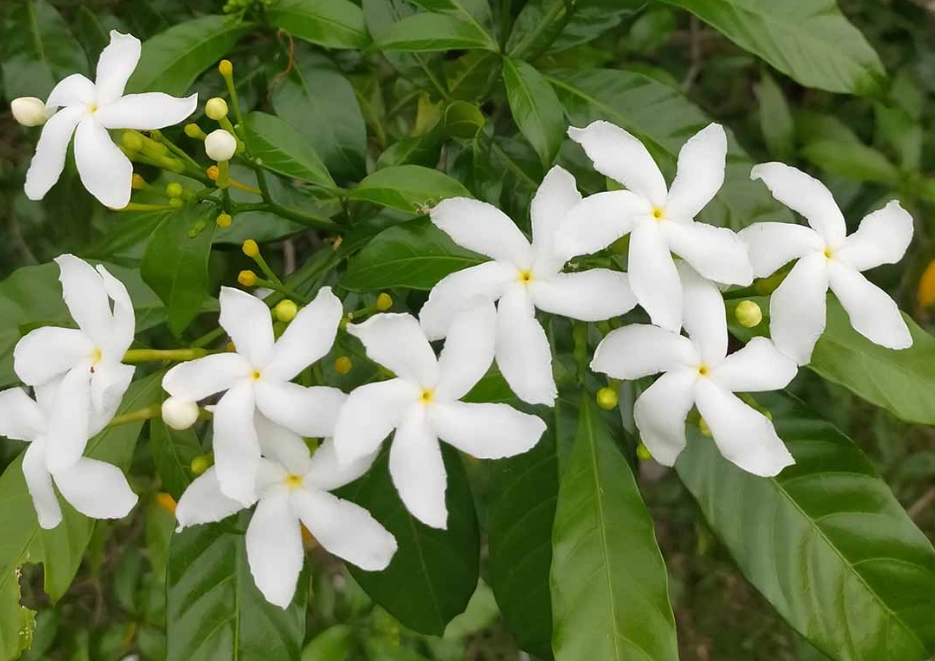 growing white jasmine