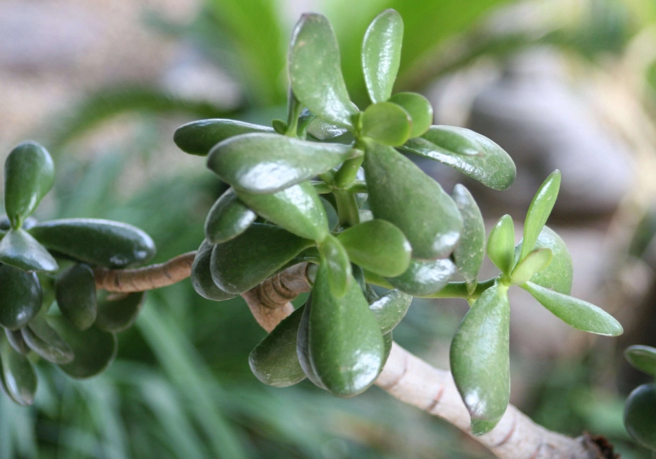 jade plant care