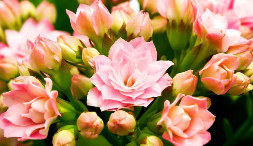 how to grow calandiva