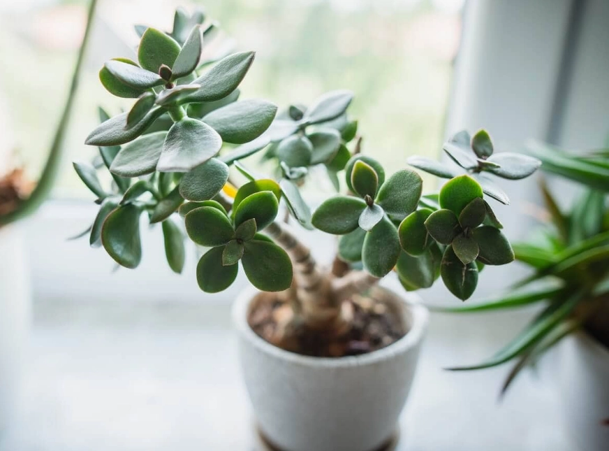 crassula ovata care
