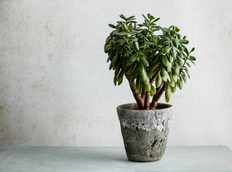 jade plant care jade plant care