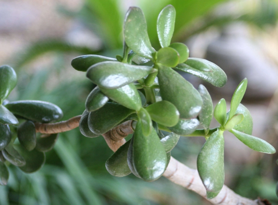 money plant care money plant care