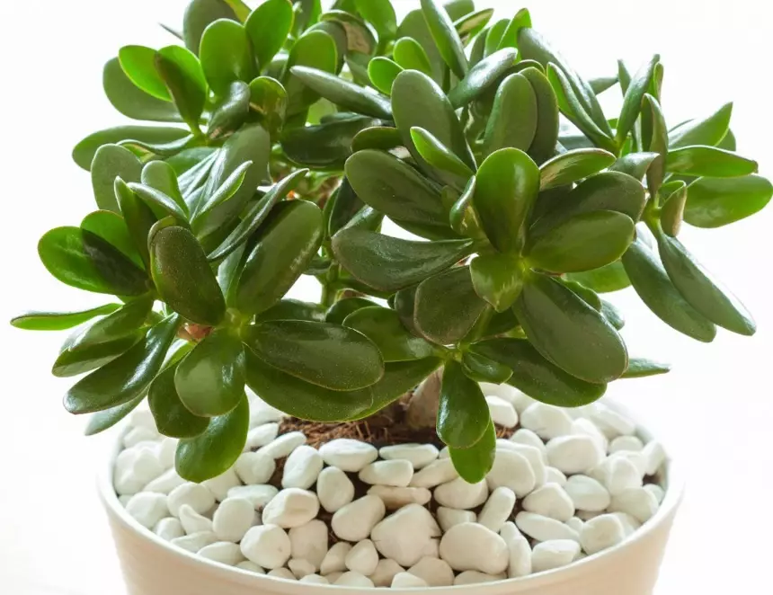 how to water a jade plant