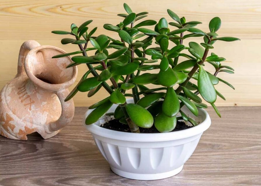 jade plant care
