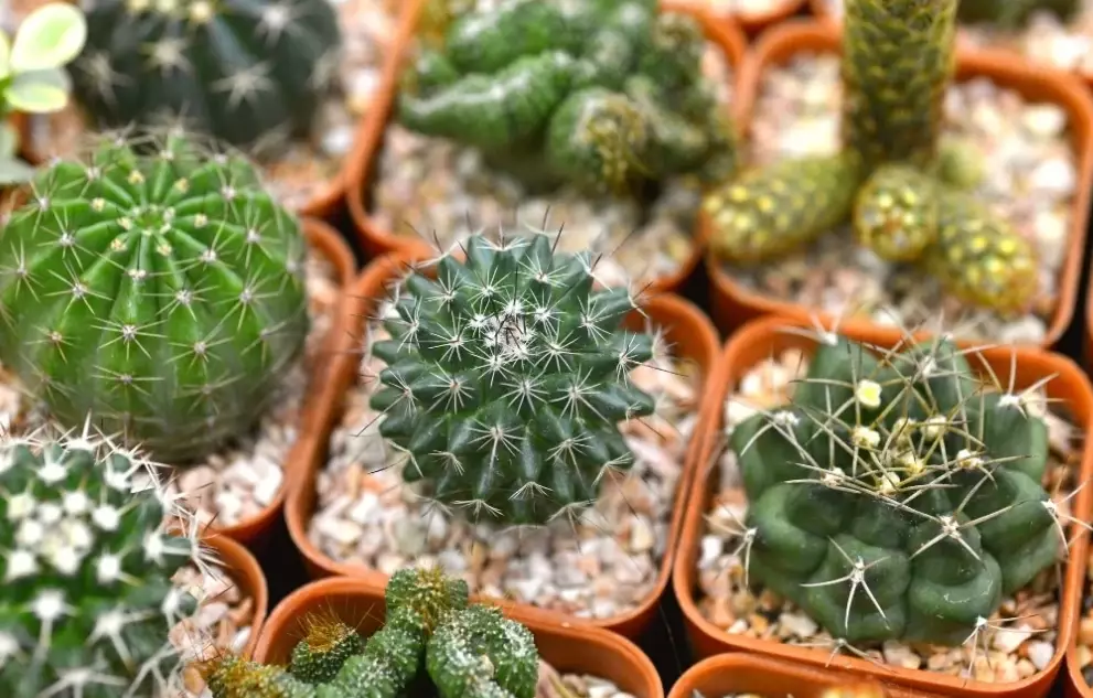 cactus care for beginners cactus care for beginners