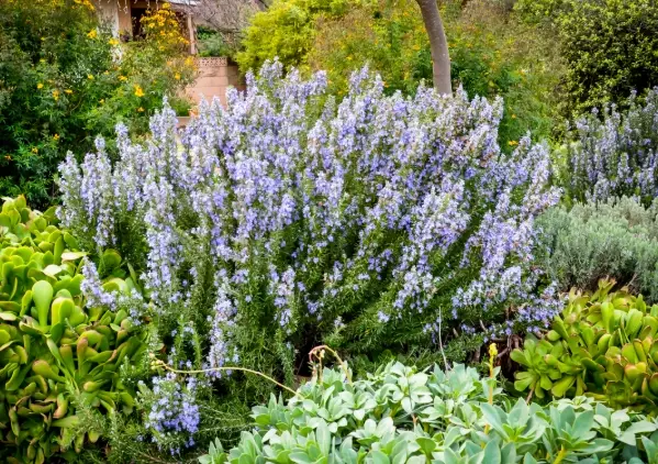 how to grow rosemary