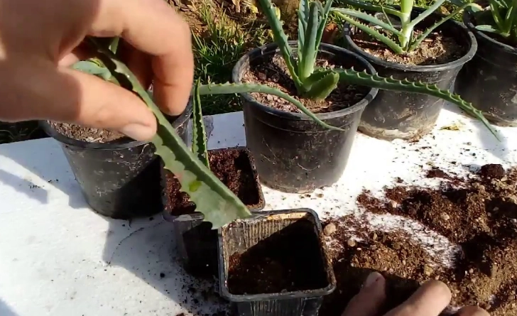 aloe vera plant care aloe vera plant care