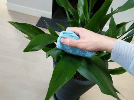 indoor plant cleaning